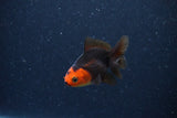 2Pack Thai Oranda   2 Inch (ID#1122ToPTD-6) Free2Day SHIPPING