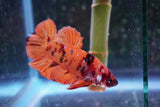 Giant Nemo Koi Galaxy  Plakat Male Betta (ID#801-M300) Free2Day SHIPPING