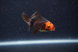 2Pack Thai Oranda   2 Inch (ID#1122ToPTD-6) Free2Day SHIPPING