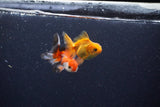 2Pack Thai Oranda   2 Inch (ID#1122ToPTD-7) Free2Day SHIPPING