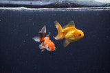 2Pack Thai Oranda   2 Inch (ID#1122ToPTD-7) Free2Day SHIPPING