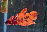 Giant Nemo Koi Galaxy  Plakat Male Betta (ID#801-M300) Free2Day SHIPPING