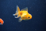 2Pack Thai Oranda   2 Inch (ID#1122ToPTD-7) Free2Day SHIPPING