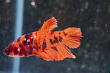 Giant Nemo Koi Galaxy  Plakat Male Betta (ID#801-M300) Free2Day SHIPPING