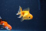 2Pack Thai Oranda   2 Inch (ID#1122ToPTD-7) Free2Day SHIPPING