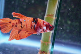 Giant Nemo Koi Galaxy  Plakat Male Betta (ID#801-M300) Free2Day SHIPPING