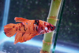 Giant Nemo Koi Galaxy  Plakat Male Betta (ID#801-M300) Free2Day SHIPPING