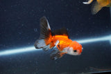 2Pack Thai Oranda   2 Inch (ID#1122ToPTD-7) Free2Day SHIPPING