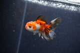 2Pack Thai Oranda   2 Inch (ID#1122ToPTD-7) Free2Day SHIPPING