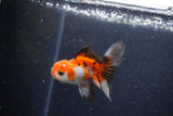 2Pack Thai Oranda   2 Inch (ID#1122ToPTD-7) Free2Day SHIPPING