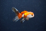 2Pack Thai Oranda   2 Inch (ID#1122ToPTD-7) Free2Day SHIPPING