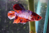 Giant Nemo Koi Galaxy  Plakat Male Betta (ID#801-M301) Free2Day SHIPPING