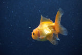 2Pack Thai Oranda   2 Inch (ID#1122ToPTD-7) Free2Day SHIPPING