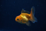 2Pack Thai Oranda   2 Inch (ID#1122ToPTD-7) Free2Day SHIPPING