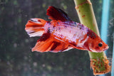 Giant Nemo Koi Galaxy  Plakat Male Betta (ID#801-M301) Free2Day SHIPPING