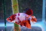 Giant Nemo Koi Galaxy  Plakat Male Betta (ID#801-M301) Free2Day SHIPPING