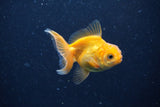 2Pack Thai Oranda   2 Inch (ID#1122ToPTD-7) Free2Day SHIPPING