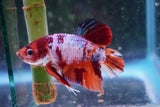 Giant Nemo Koi Galaxy  Plakat Male Betta (ID#801-M301) Free2Day SHIPPING