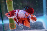 Giant Nemo Koi Galaxy  Plakat Male Betta (ID#801-M301) Free2Day SHIPPING