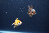 2Pack Thai Oranda   2 Inch (ID#1122ToPTD-8) Free2Day SHIPPING