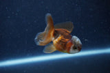 2Pack Thai Oranda   2 Inch (ID#1122ToPTD-8) Free2Day SHIPPING