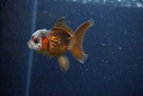 2Pack Thai Oranda   2 Inch (ID#1122ToPTD-8) Free2Day SHIPPING