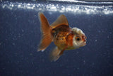 2Pack Thai Oranda   2 Inch (ID#1122ToPTD-8) Free2Day SHIPPING