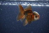 2Pack Thai Oranda   2 Inch (ID#1122ToPTD-8) Free2Day SHIPPING