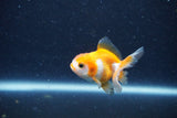 2Pack Thai Oranda   2 Inch (ID#1122ToPTD-8) Free2Day SHIPPING