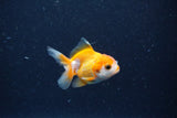 2Pack Thai Oranda   2 Inch (ID#1122ToPTD-8) Free2Day SHIPPING