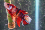 Giant Nemo Koi Galaxy  Plakat Male Betta (ID#801-M303) Free2Day SHIPPING