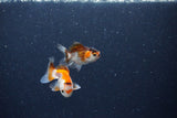 2Pack Thai Oranda   2 Inch (ID#1126ToPTD-1) Free2Day SHIPPING