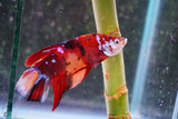 Giant Nemo Koi Galaxy  Plakat Male Betta (ID#801-M303) Free2Day SHIPPING