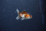 2Pack Thai Oranda   2 Inch (ID#1126ToPTD-1) Free2Day SHIPPING