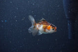 2Pack Thai Oranda   2 Inch (ID#1126ToPTD-1) Free2Day SHIPPING