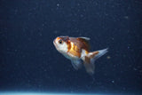 2Pack Thai Oranda   2 Inch (ID#1126ToPTD-1) Free2Day SHIPPING