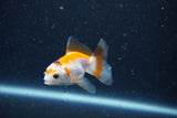 2Pack Thai Oranda   2 Inch (ID#1126ToPTD-1) Free2Day SHIPPING