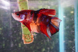 Giant Nemo Koi Galaxy  Plakat Male Betta (ID#801-M303) Free2Day SHIPPING