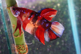 Giant Nemo Koi Galaxy  Plakat Male Betta (ID#801-M303) Free2Day SHIPPING