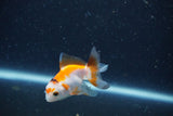 2Pack Thai Oranda   2 Inch (ID#1126ToPTD-1) Free2Day SHIPPING