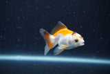 2Pack Thai Oranda   2 Inch (ID#1126ToPTD-1) Free2Day SHIPPING