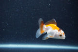 2Pack Thai Oranda   2 Inch (ID#1126ToPTD-1) Free2Day SHIPPING