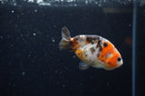 Baby Ranchu  Calico 3 Inch (ID#325R9c-17) Free2Day SHIPPING