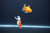 2Pack Thai Oranda   2 Inch (ID#1126ToPTD-2) Free2Day SHIPPING