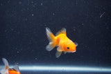 2Pack Thai Oranda   2 Inch (ID#1126ToPTD-2) Free2Day SHIPPING