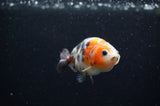 Baby Ranchu  Calico 3 Inch (ID#325R9c-17) Free2Day SHIPPING
