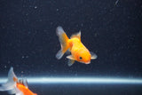 2Pack Thai Oranda   2 Inch (ID#1126ToPTD-2) Free2Day SHIPPING