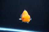 Juvenile Lionchu  Red White 3 Inch (ID#1105R11b-15) Free2Day SHIPPING