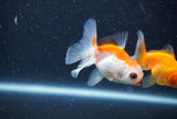 2Pack Thai Oranda   2 Inch (ID#1126ToPTD-2) Free2Day SHIPPING