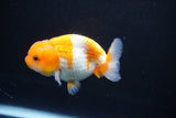 Juvenile Lionchu  Red White 3 Inch (ID#1105R11b-15) Free2Day SHIPPING